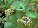 Craesus septentrionalis